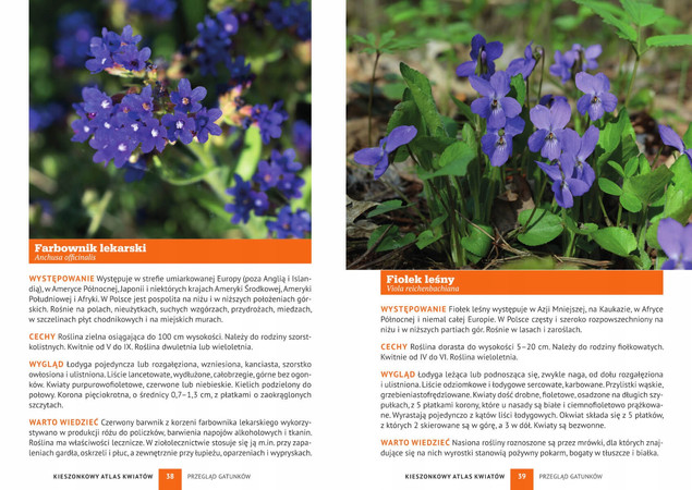 Tytuł
Kieszonkowy Atlas Kwiatów 180 Gatunków Monika Gajewska-Okonek SBM