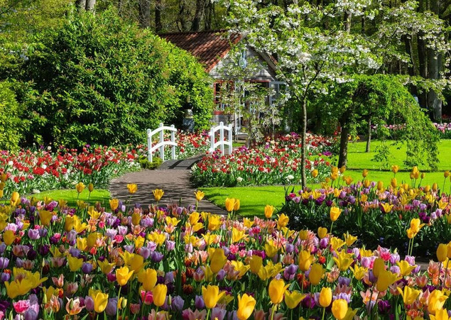 Puzzle 1000 Ogrody Keukenhof