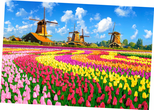 Puzzle Castorland 1000 el. Dutch Windmills Among Tulip (Holenderskie Wiatraki i Tulipany)