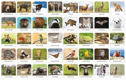 Memory FAUNA POLSKI Gra Pamięciowa Dla Dzieci Pamięć 5+ Adamigo 07738