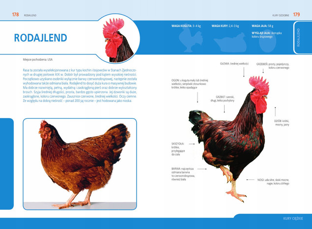 Atlas KUR OZDOBNYCH Wybór Hodowla Rasy Paweł Moszczyński SBM
