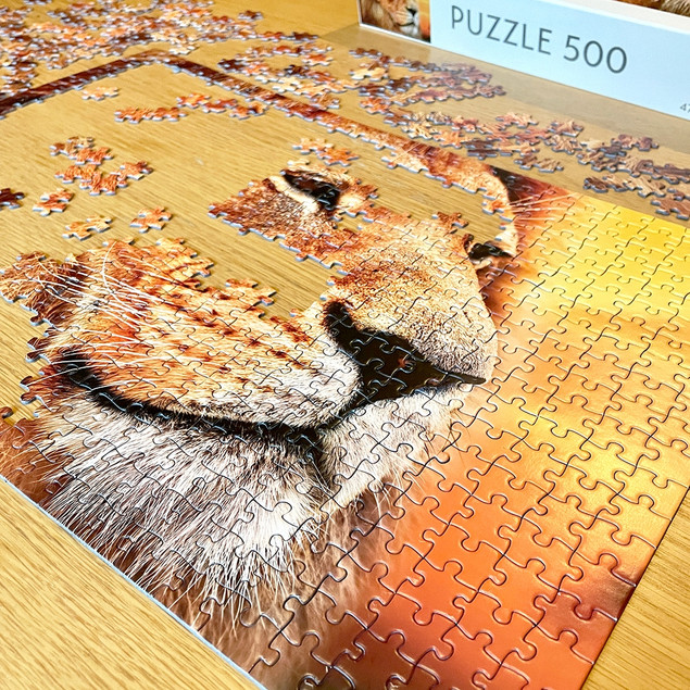 Puzzle Tactic African Lion 500 elementów Lew Afrykański