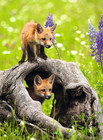RAVENSBURGER Puzzle Ciekawe Lisy XXL 300 elementów