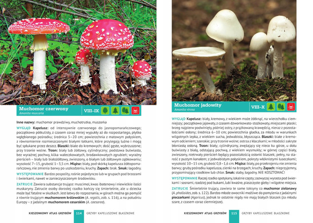 Kieszonkowy atlas grzybów