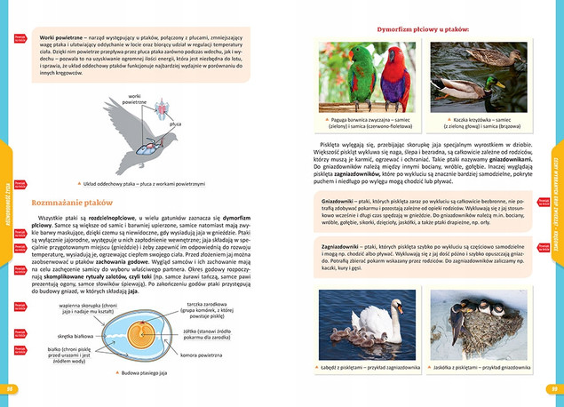 Nowe Repetytorium Szkoła Podstawowa BIOLOGIA 2024-2026 Greg