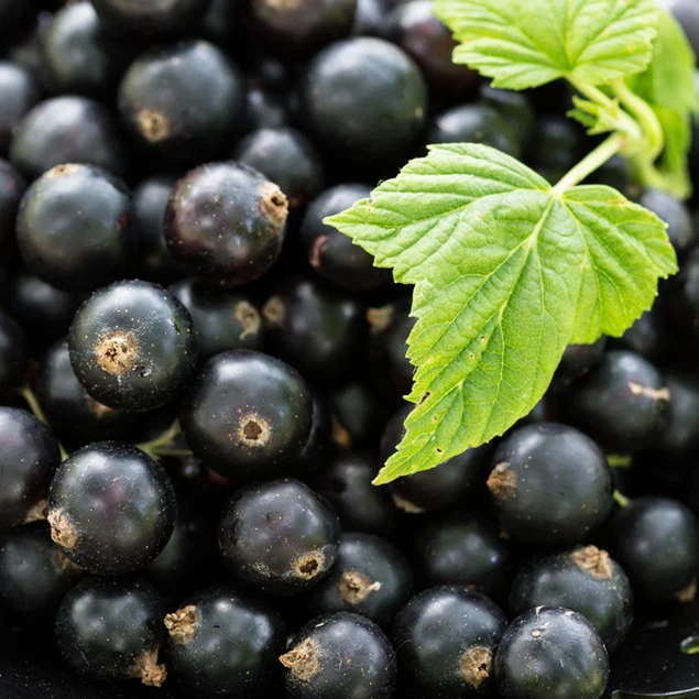 Kulki w pudrze Dobra Kaloria z czarnej porzeczki 65 g_3