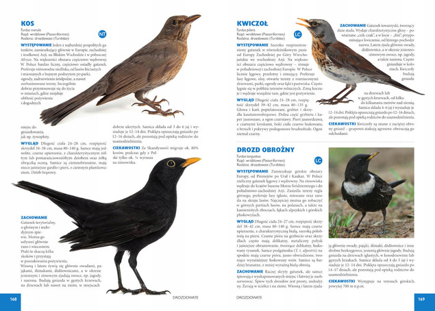 Atlas Ptaków 250 Gatunków Żyjących w Polsce Jan Król SBM