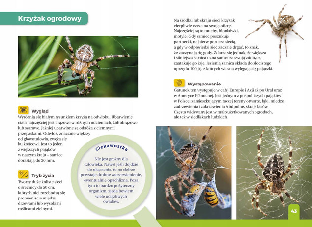 Zestaw książek o pająkach dla dzieci: Jaki to pająk? i Atlas hodowlany