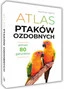 PTAKI OZDOBNE