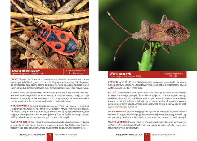 Kieszonkowy Atlas OWADÓW 180 Gatunków Jacek Kamila Twardowscy SBM