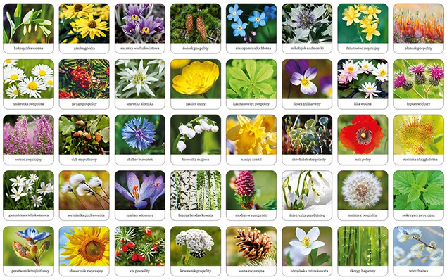 Memory FLORA POLSKI Gra Pamięciowa Dla Dzieci Pamięć 5+ Adamigo 7851