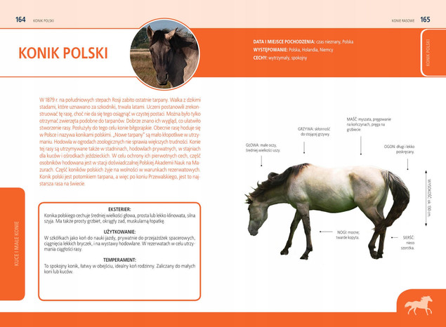 Konie Rasowe Opieka Akcesoria Rasy Poradnik Justyna Felgenau SBM
