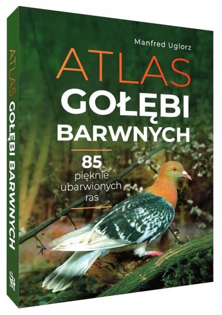 GOŁEBIE BARWNE