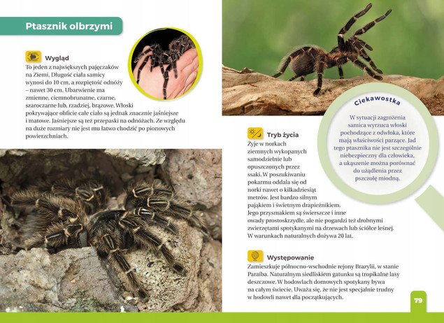 Jaki to pająk? Atlas dla dzieci