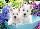 Puzzle 200 Układanka Pieski SZCZENIAKI WESTIE Pies Psy Cute 7+ Castorland