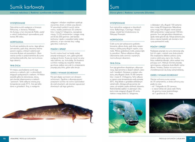Atlas RYB POLSKICH 140 Gatunków Polska Ichtiofauna Opisy i Fotografie SBM