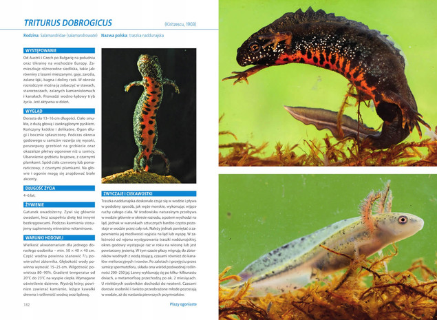 Atlas PŁAZÓW Hodowlanych 100 Gatunków Angelika Dawidowicz SBM