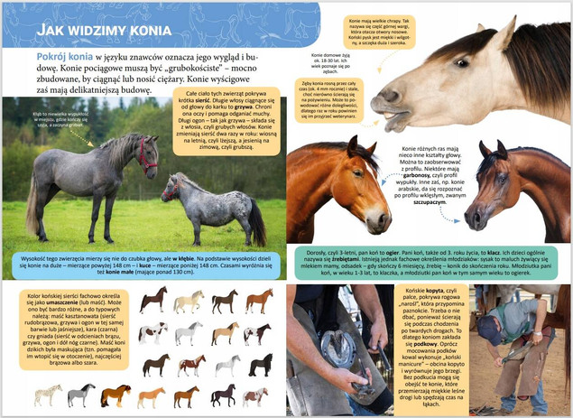 Mała encyklopedia. Konie
