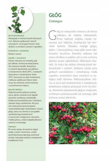 ZIOŁA Naturalne + Polskie Lecznicze Kosmetyczne Kulinarne Domowe SBM