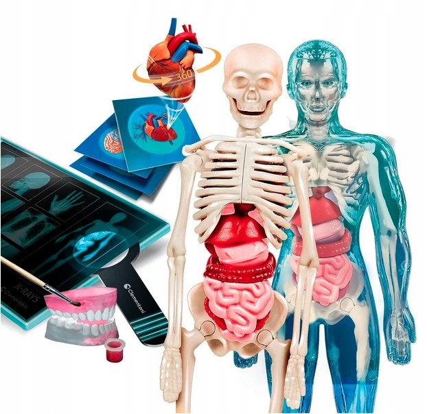 Zestaw Super ANATOMIA CZŁOWIEKA Nauka Zabawa Dla Dzieci 8+ Clementoni