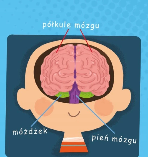Mózg Wojciech Grajkowski strona 4