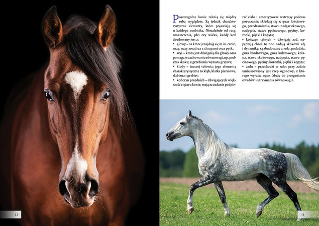 Piękno konia Praca zbiorowa
