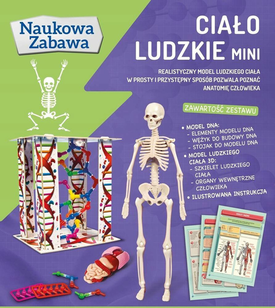 Ciało Ludzkie Model ANATOMIA Naukowa Zabawa MINI 8+ Clementoni 50515