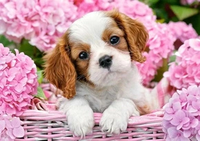 Puzzle 180 Układanka Pies SZCZENIAK Cavalier King Charles SPANIEL 7+ Castor