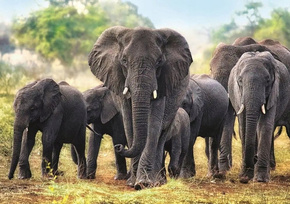 Puzzle 1000 Zwierzęta Afrykańskie słonie Trefl