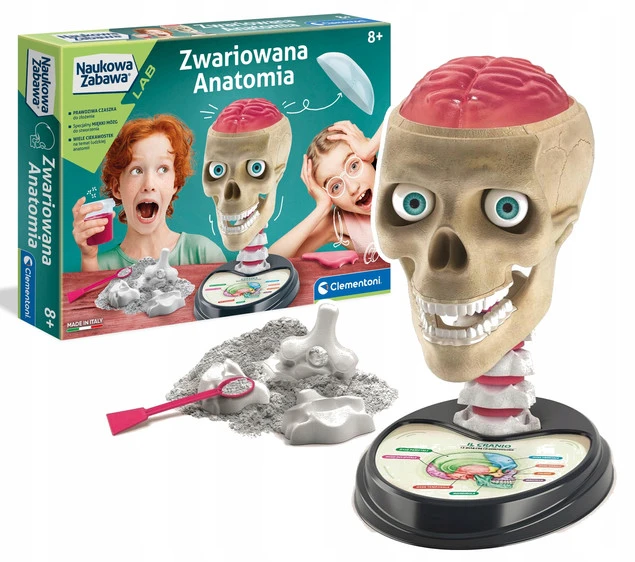 Zestaw Anatomia Czaszka i Mózg Clementoni
